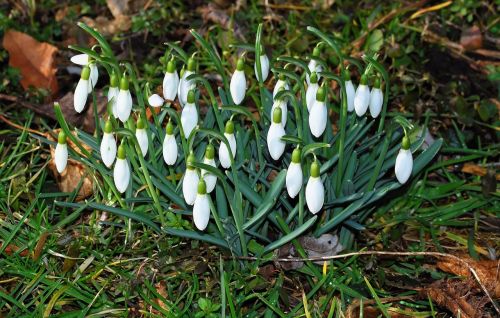 flowers snowdrop spring