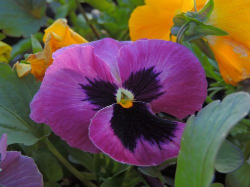 flowers pansies flower bed