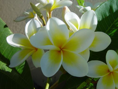 flowers frangipani cluster