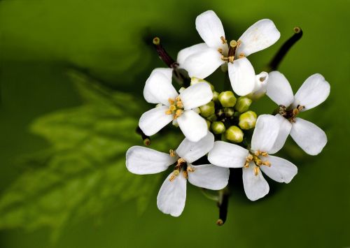 flowers blossom bloom