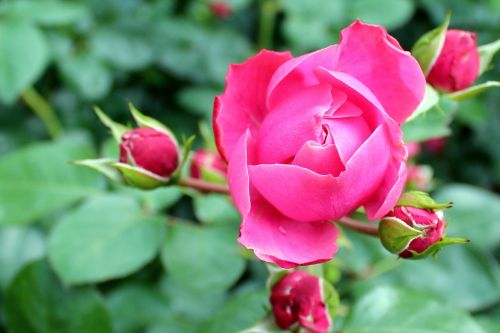 flowers bloom pink rose