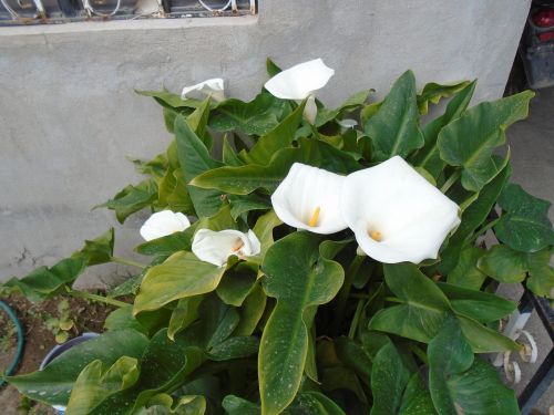 flowers alcatraz whiteness