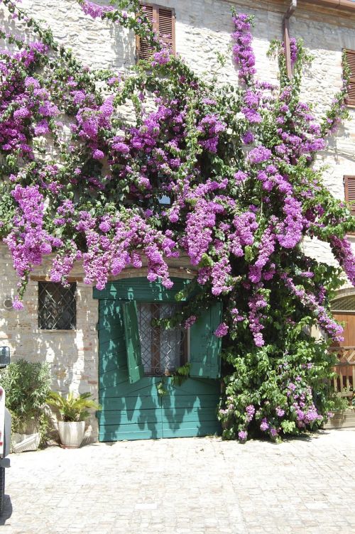 flowers summer purple flowers