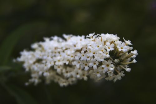 flowers white nature