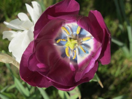 flowers nature blossom