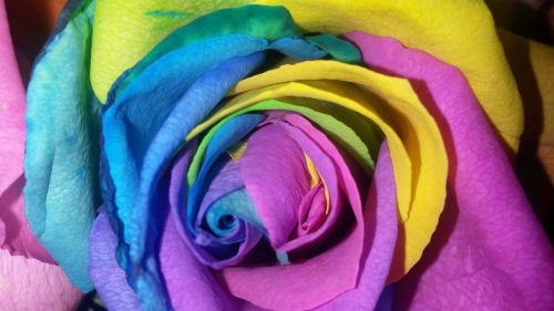 flowers colors multicoloured