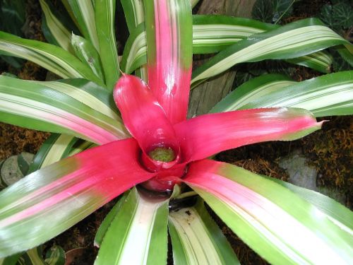 flowers plant garden