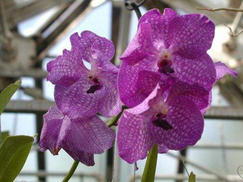 flowers plant garden