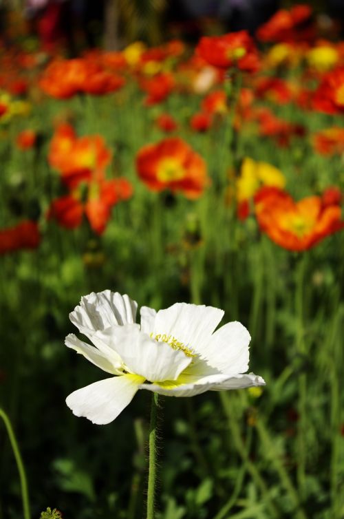 flowers material nature