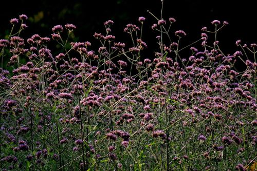 flowers meadow violet