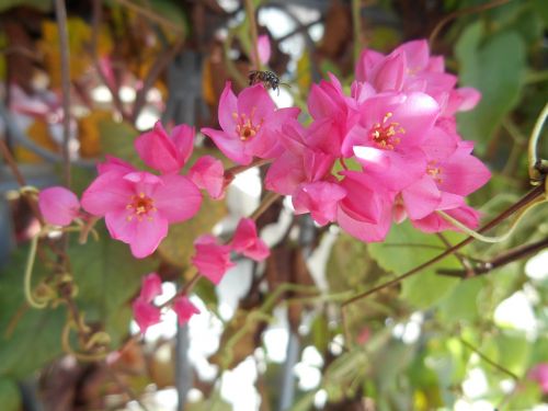 flowers nature rosa