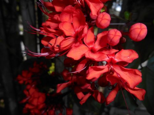 flowers nature red