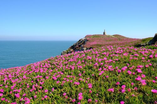 flowers sea cliff