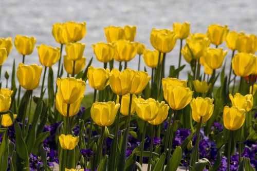 flowers tulips yellow