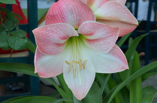 flowers outdoor garden