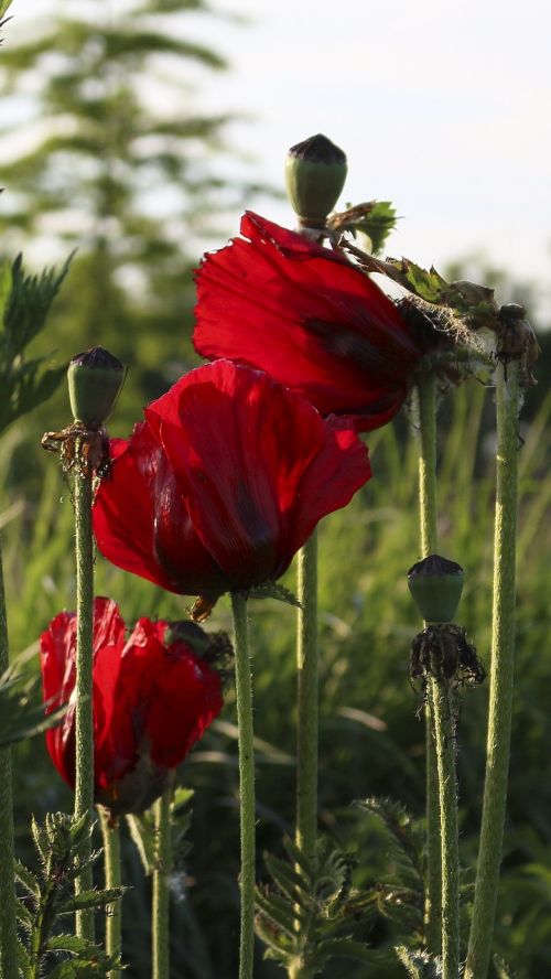 flowers poppy blossom