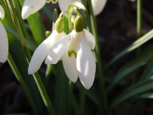 flowers spring sun