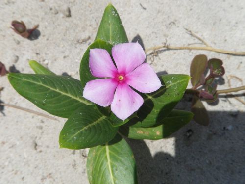 flowers sandy summer