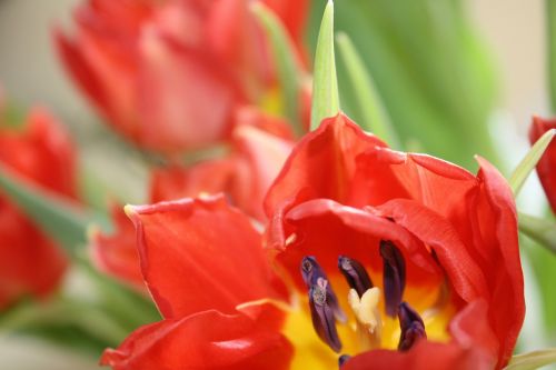 flowers nature garden