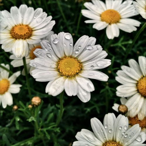 flowers plant daisy