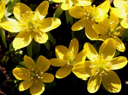 flowers blueen winter linge