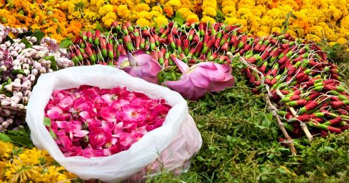 flowers colorful color