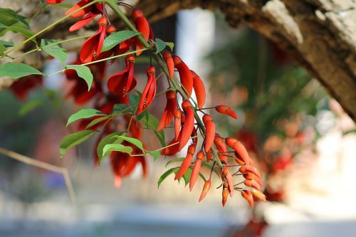 flowers spring tree