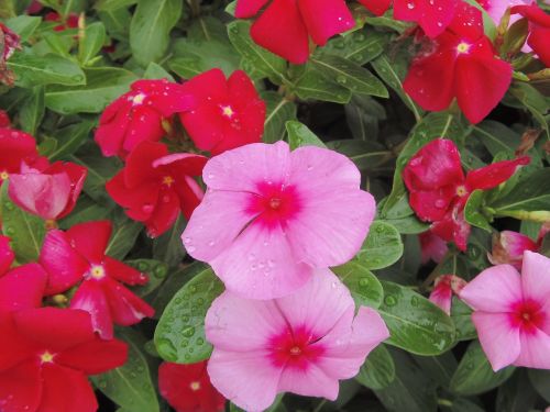 flowers rosa fuchsia