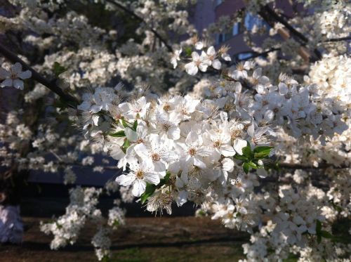 flowers spring white