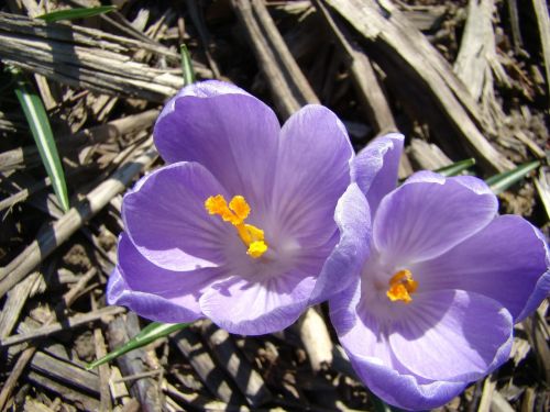 flowers violet spring