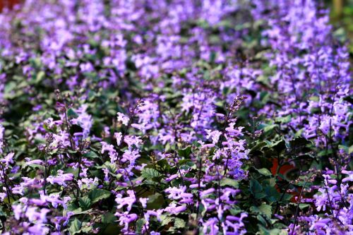 flowers purple garden