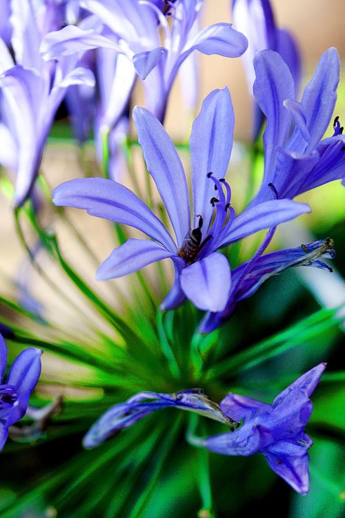 flowers blue garden