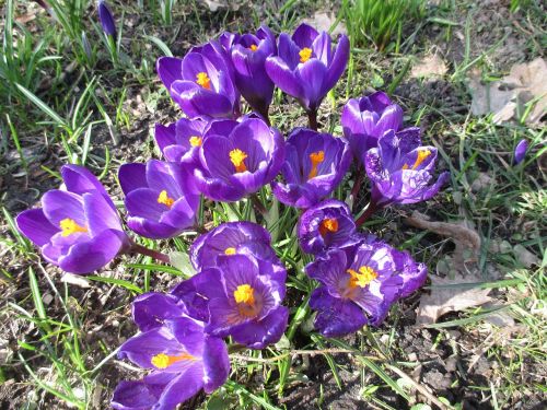 flowers crocus spring
