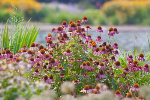 flowers wildlife prairie