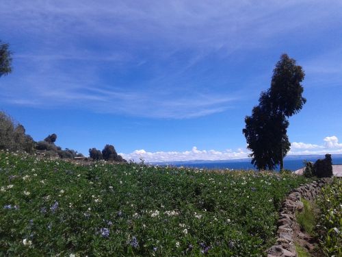 flowers nature landscape