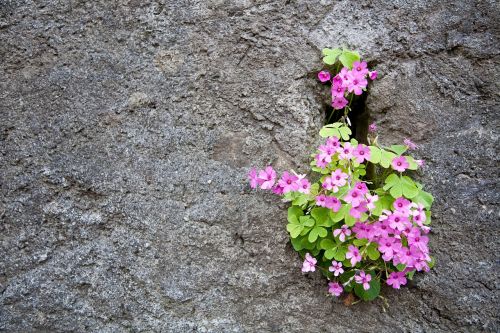 flowers wall design