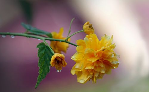 flowers roses flower