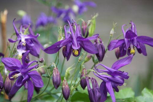 flowers iris dark purple