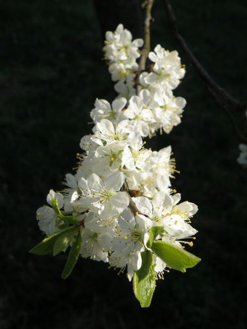 flowers fruit tree spring