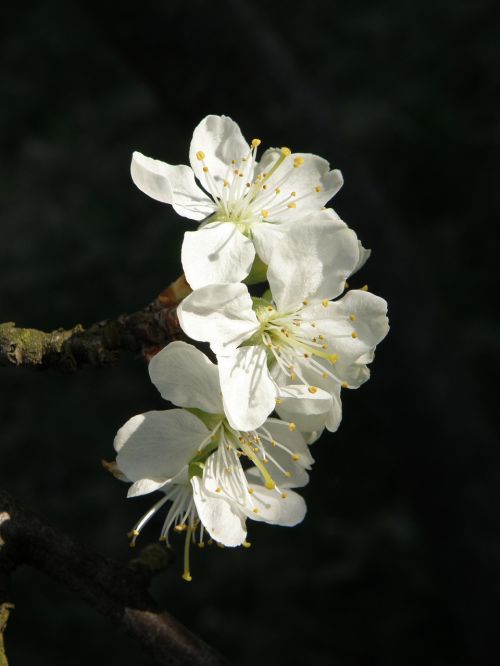 flowers fruit tree spring