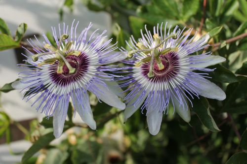 flowers nature plant