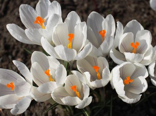 flowers crocus white