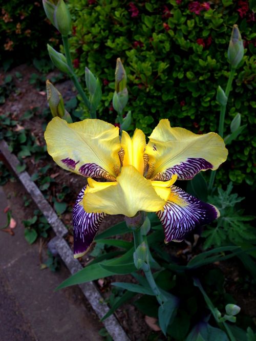 flowers iris walk