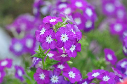 flowers garden purple