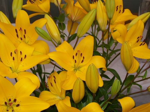 flowers lilies yellow