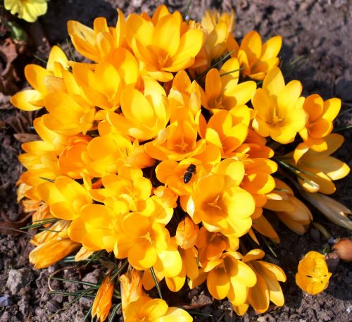 flowers crocus yellow