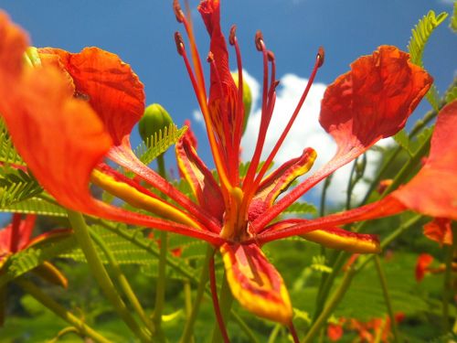 flowers nature garden