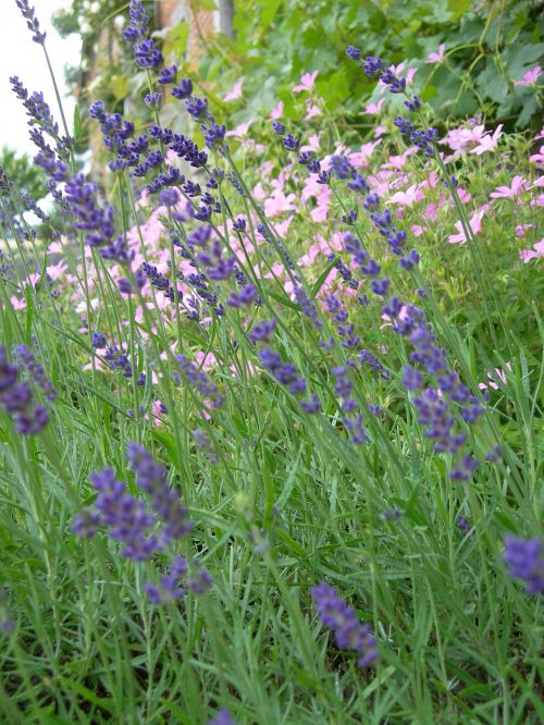 flowers nature lavender