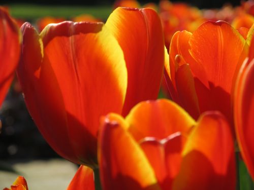 flowers tulips macro