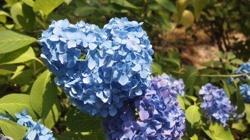 flowers hydrangea nature